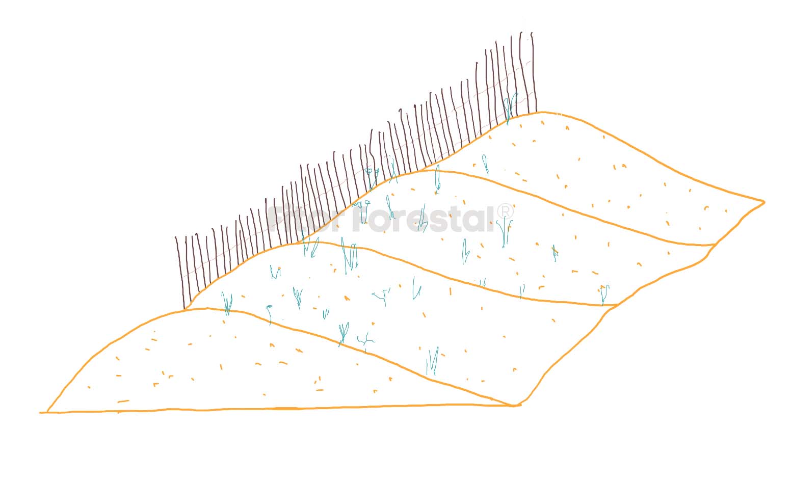 Fitor Forestal S.L 4 Duna estabilizada con vegetación