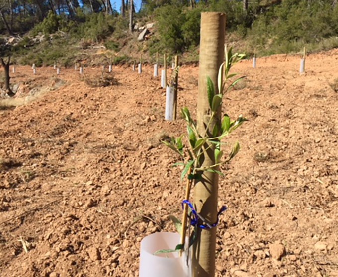 Tutors de fusta per a oliveres